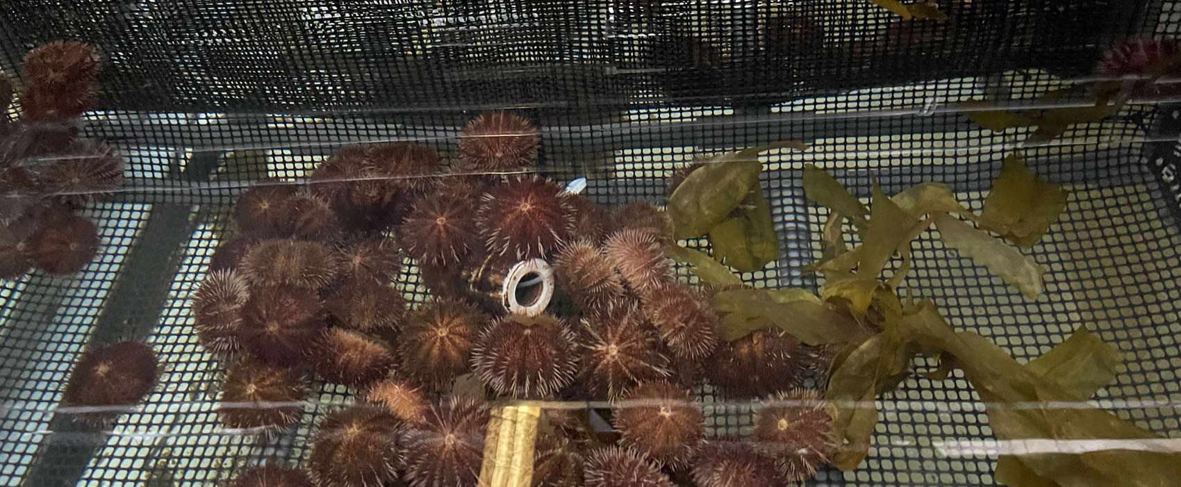 ウニ